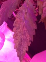 IMG_1089.JPG