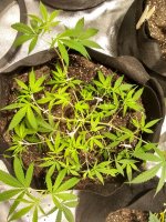 Clone LST White Lemon.jpg
