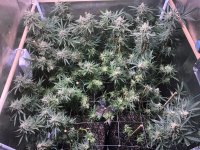 photo83336.jpg