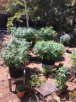photo83376.jpg
