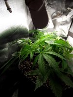 photo83949.jpg