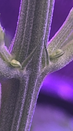 photo84112.png
