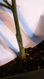 Cleft graft 3.4.jpg