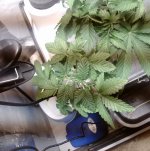 IMG_20170131_164813.jpg
