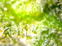 photo84700.png