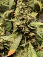 photo84784.jpg
