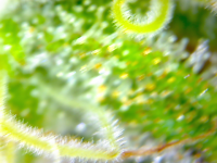 photo84807.png
