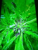 photo85873.jpg