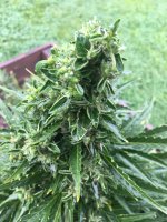 photo85926.jpg