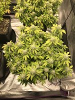 photo86431.jpg