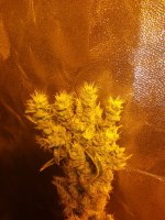 photo86677.jpg