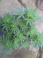 IMG_0374.JPG