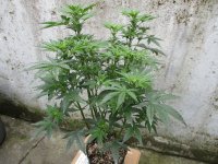 IMG_0373.JPG
