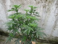 IMG_0372.JPG