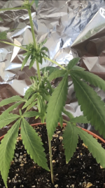 photo87209.png