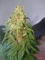 photo87637.jpg