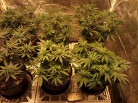 photo88175.jpg