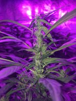 photo88225.jpg