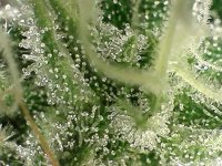 trichomes-not-ready-still-clear2.jpg
