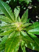 weed2.jpg