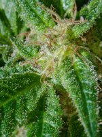 weed3.jpg