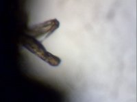 micro-organism.jpg