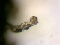 SingleShot0050.jpg