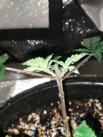 IMG_20191104_200723547.jpg