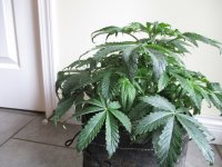 IMG_0431.JPG