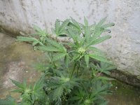 IMG_0442.JPG