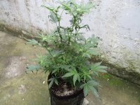 IMG_0443.JPG