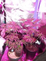photo89858.jpg