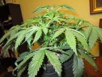 IMG_0452.JPG