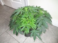 IMG_0455.JPG