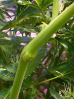 supercrop2.jpg