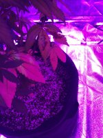C518F3DE-DDEE-4649-879D-4588BC22B650.jpeg