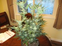 IMG_0473.JPG