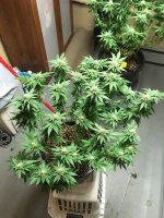 photo91581.jpg