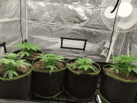 IMG_20191207_080706_exported_stabilized_1587962288605428711.gif
