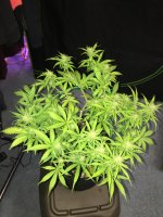 IMG_1331.JPG