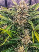 photo92546.jpg
