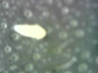 photo92637.png