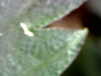 photo92638.png