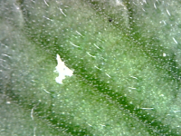 photo92639.png