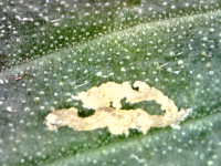 photo92641.png