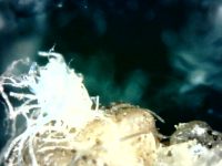 photo92642.png