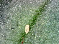 photo92643.png