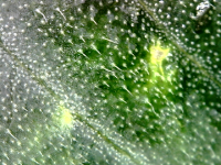 photo92644.png