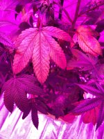 045257E8-83C7-4761-BC4B-85A0BE4D37D8.jpeg