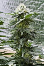 Amnesia Trance Bud, 4 Weeks 12-12.jpg